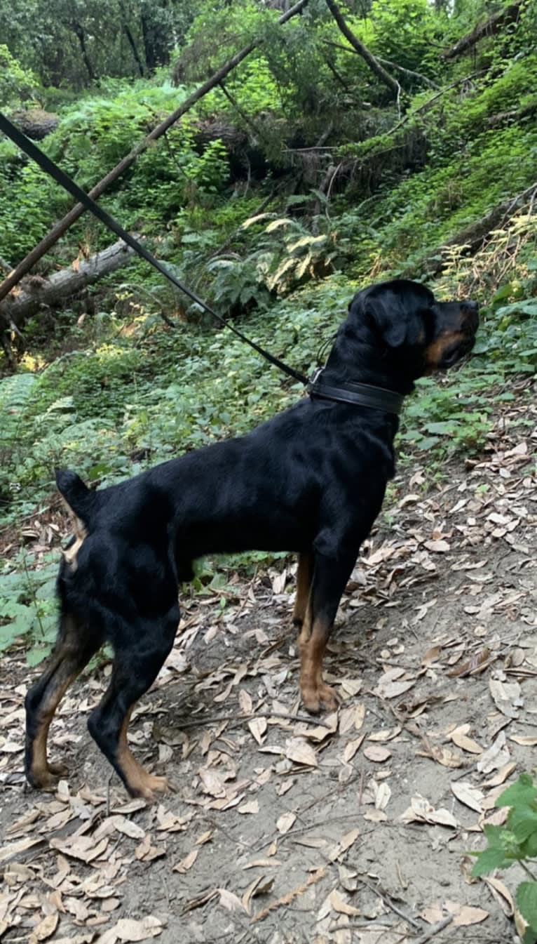 Wüstenhaus Samson, a Rottweiler tested with EmbarkVet.com