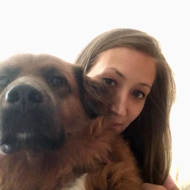 Alice Bear, a Chow Chow and Labrador Retriever mix tested with EmbarkVet.com