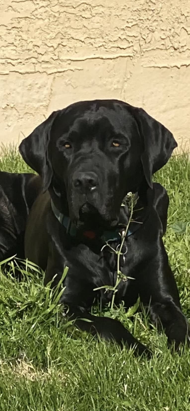 Elwray, a Labrador Retriever and Mastiff mix tested with EmbarkVet.com