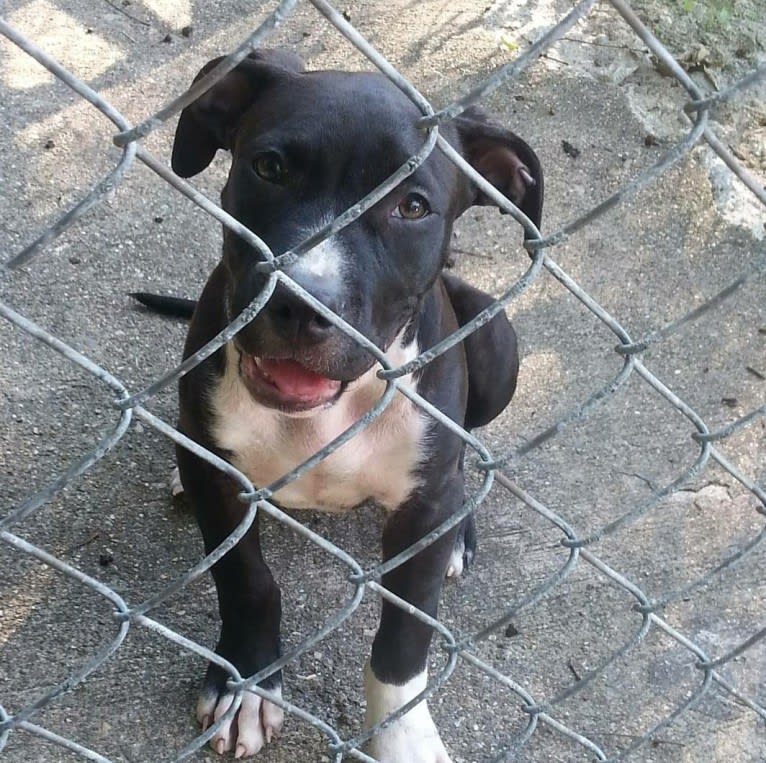 Hulk-E-Boy, an American Bully tested with EmbarkVet.com