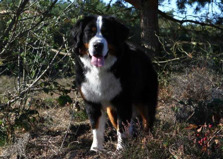 Lexi, a Bernese Mountain Dog tested with EmbarkVet.com