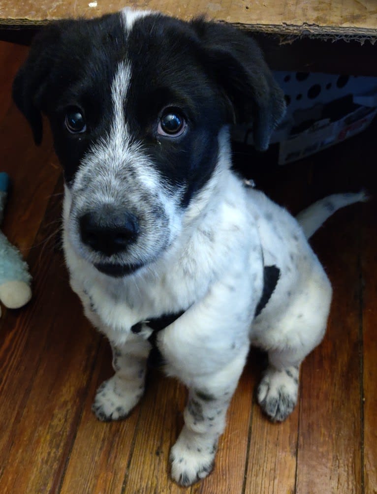 Grendel, a Great Pyrenees and American Pit Bull Terrier mix tested with EmbarkVet.com