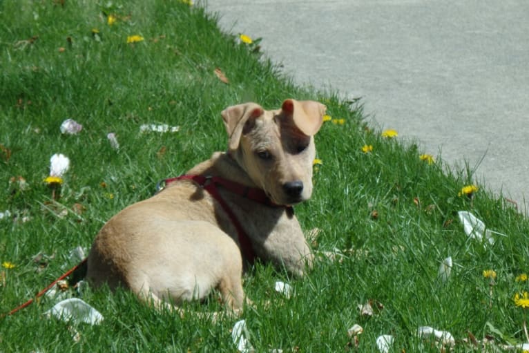 Loretta (2487563891), a Staffordshire Terrier and Golden Retriever mix tested with EmbarkVet.com