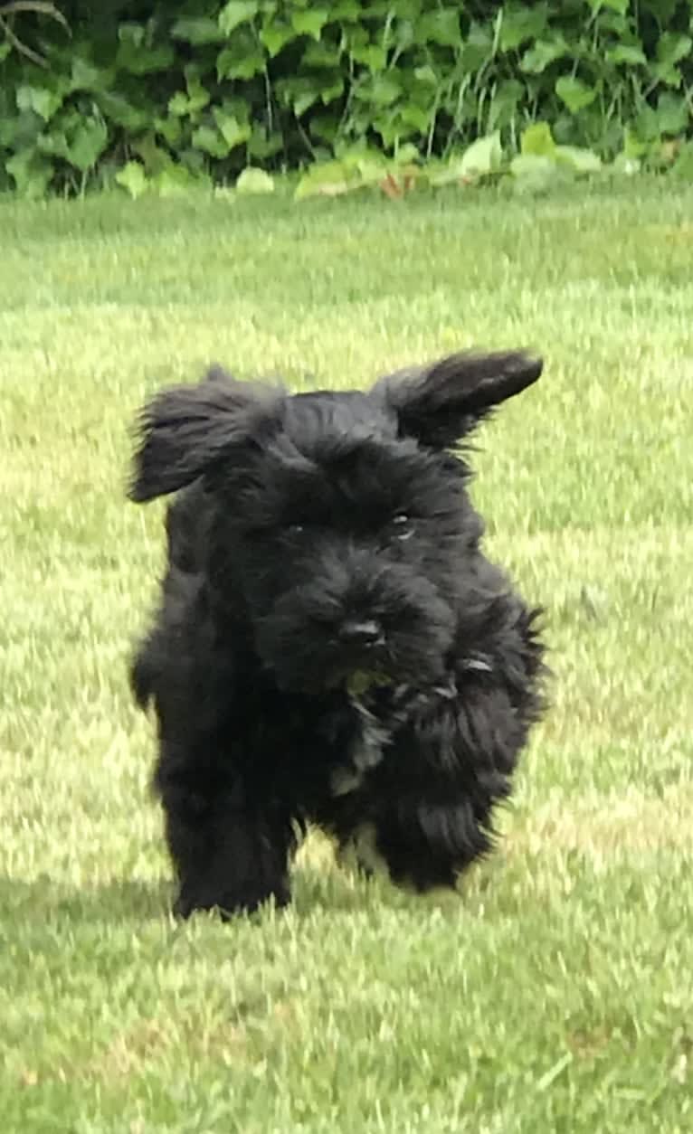 Maxwell (Supaypawawa), a Miniature Schnauzer and Silky Terrier mix tested with EmbarkVet.com