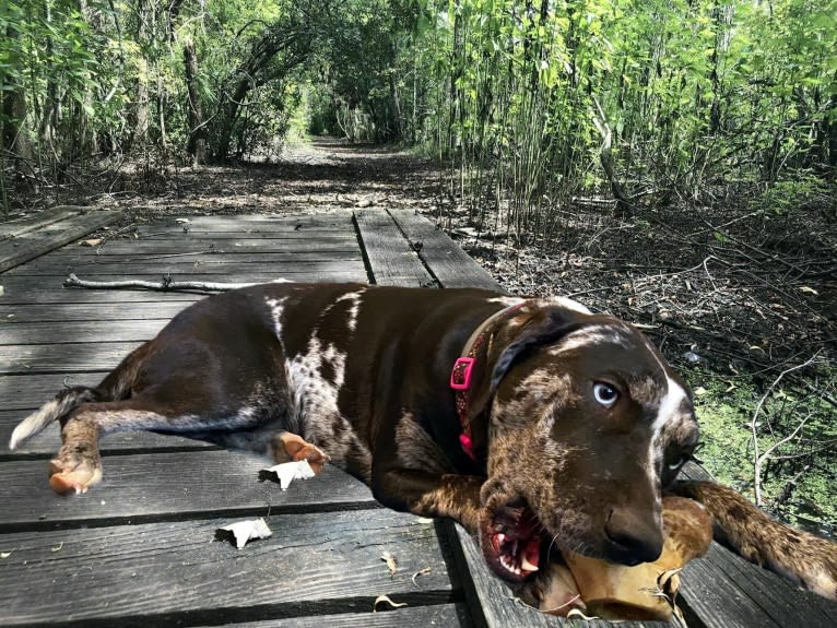 Delphine, a Catahoula Leopard Dog tested with EmbarkVet.com