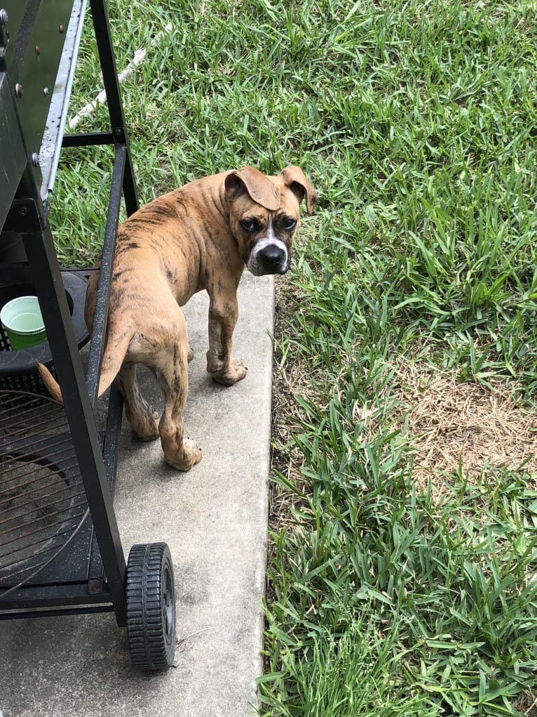 Mikey, an American Bulldog tested with EmbarkVet.com