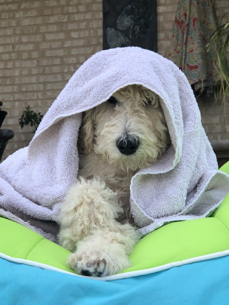 Bella, a Poodle (Standard) tested with EmbarkVet.com