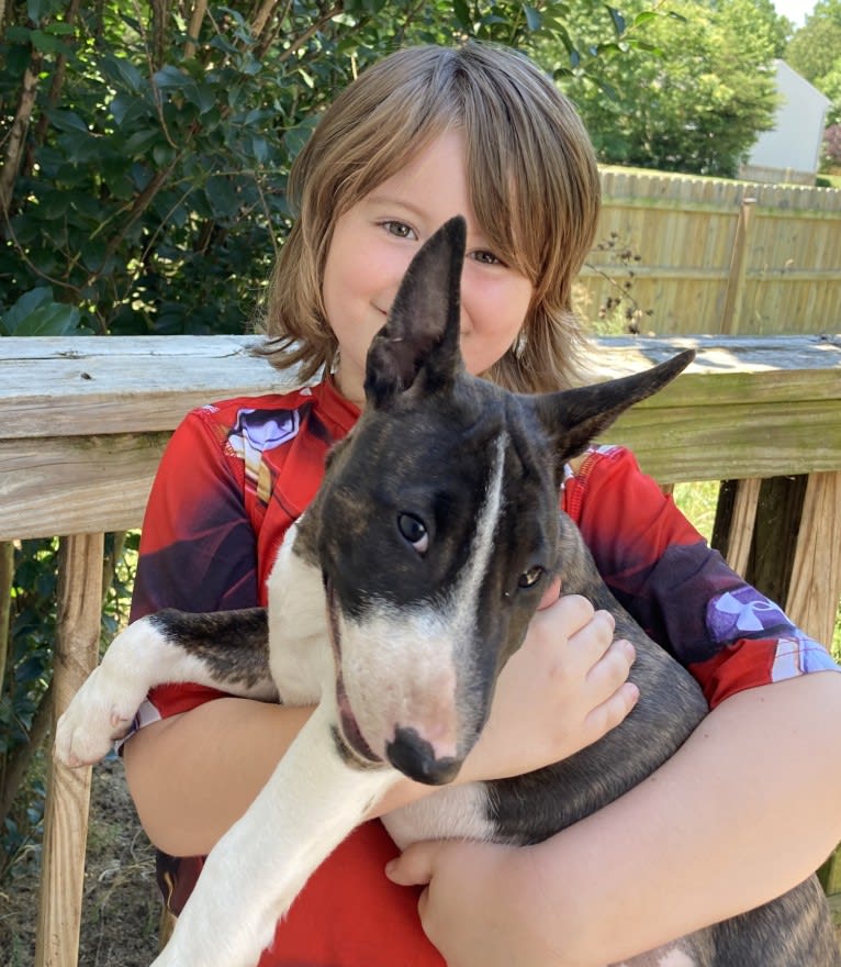 Rosie, a Miniature Bull Terrier tested with EmbarkVet.com