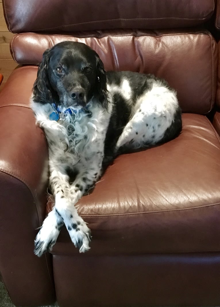 Jack, a Brittany tested with EmbarkVet.com