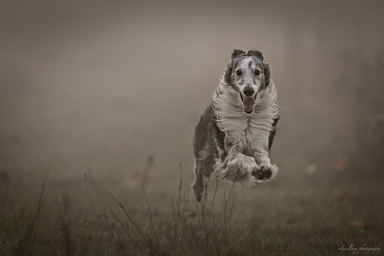 D'Artagnan, a Silken Windhound tested with EmbarkVet.com