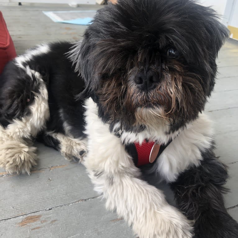 DAJ, a Shih Tzu tested with EmbarkVet.com