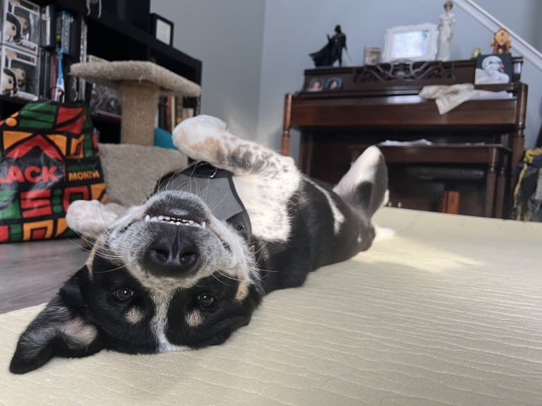 Charlie, a Siberian Husky and Australian Cattle Dog mix tested with EmbarkVet.com