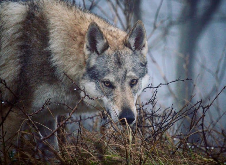 Yuriko, a Czechoslovakian Vlcak tested with EmbarkVet.com