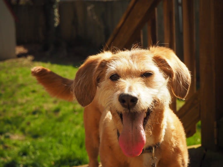 Rosie, a Basset Hound and Poodle (Small) mix tested with EmbarkVet.com