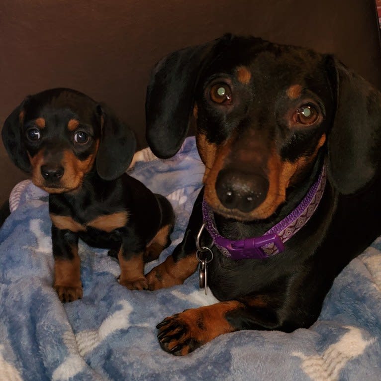 Casey, a Dachshund tested with EmbarkVet.com