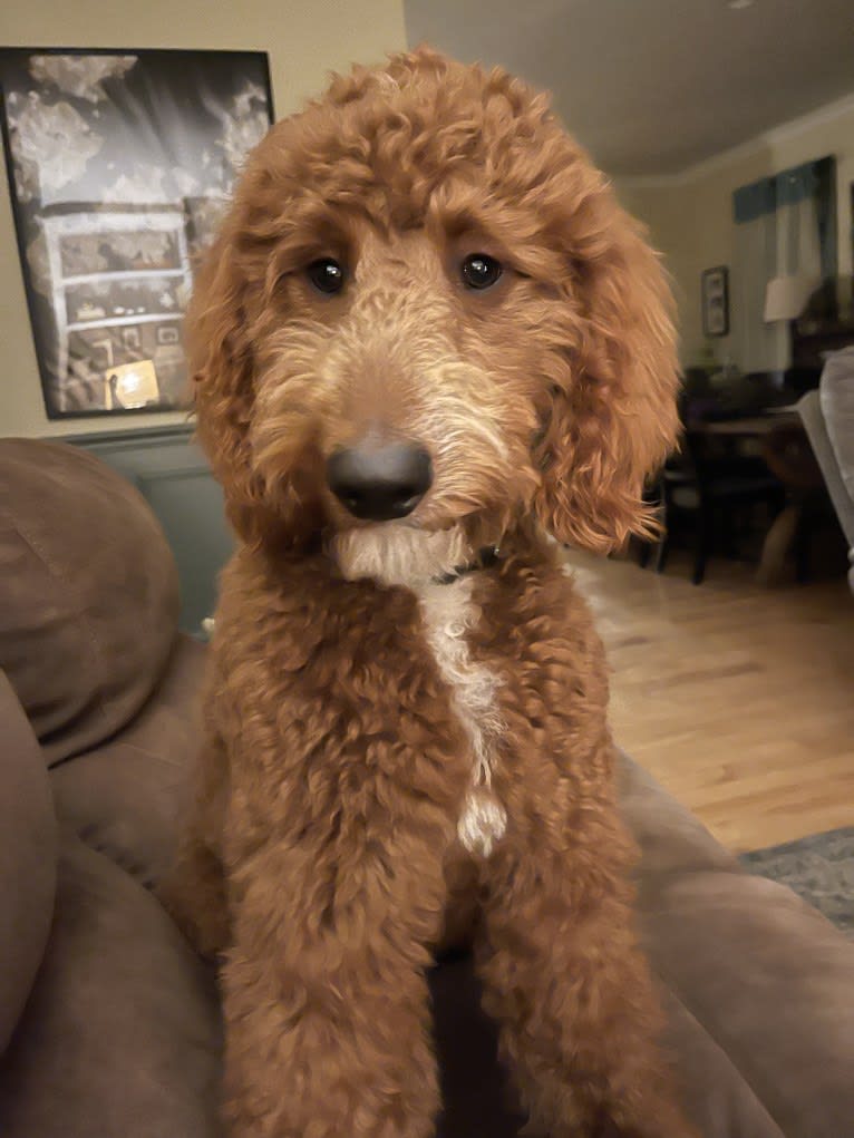 Figgy, a Goldendoodle tested with EmbarkVet.com