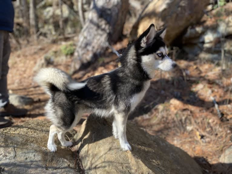 NIJA (Na•yah), a Pomsky tested with EmbarkVet.com