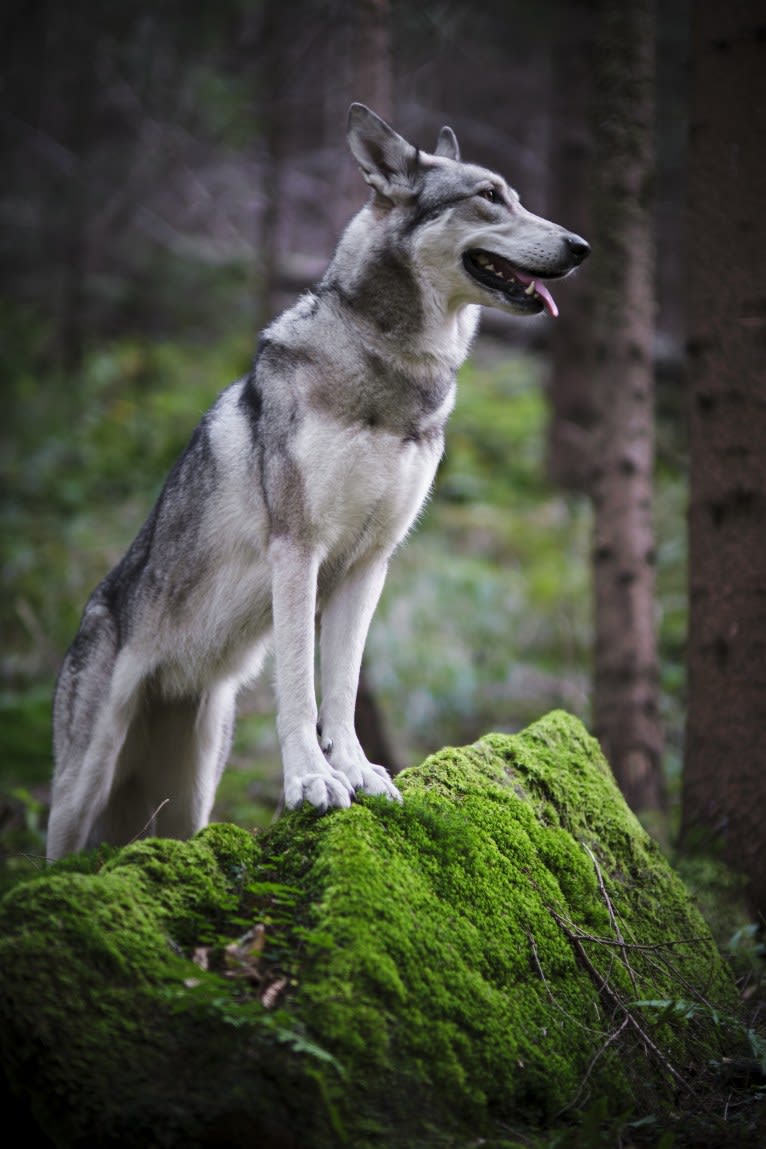 Nena Shadow de In fine mundi, a Saarloos Wolfdog tested with EmbarkVet.com