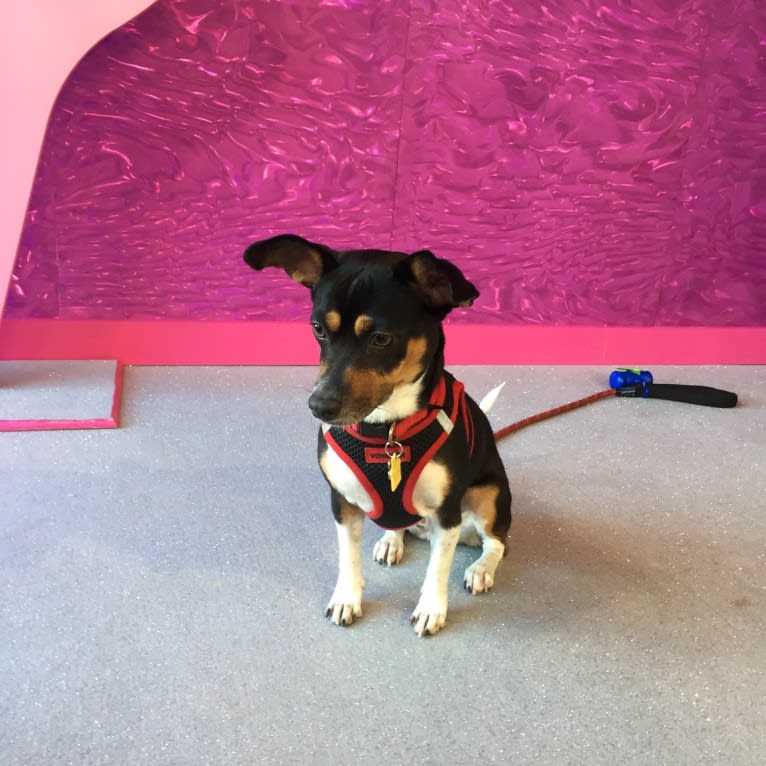 Maya, a Chihuahua and Rat Terrier mix tested with EmbarkVet.com