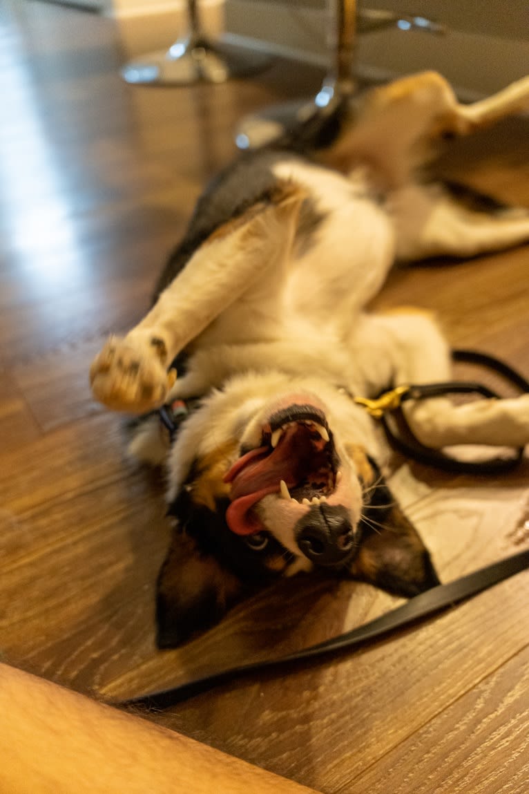 Summer, an Australian Shepherd and Border Collie mix tested with EmbarkVet.com