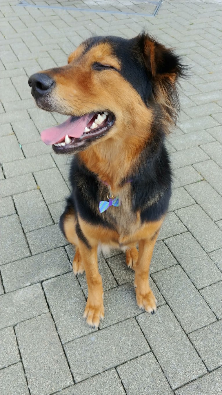 Sparkie, an East Asian Village Dog tested with EmbarkVet.com