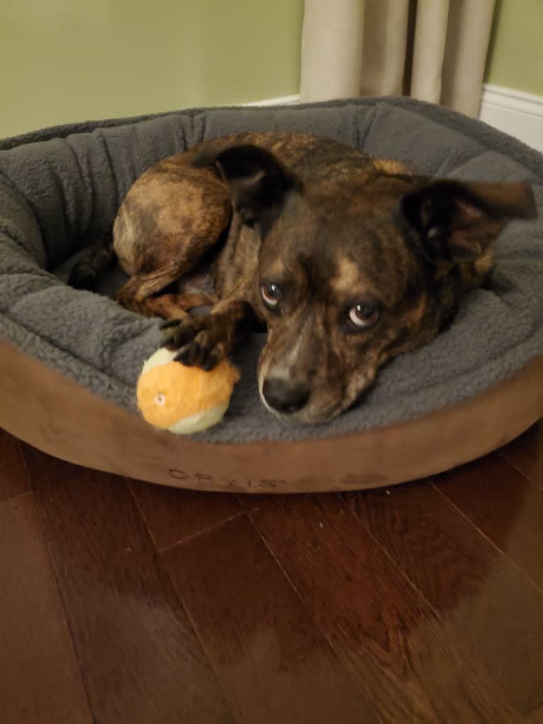 Carmela, a Boston Terrier and Mountain Cur mix tested with EmbarkVet.com