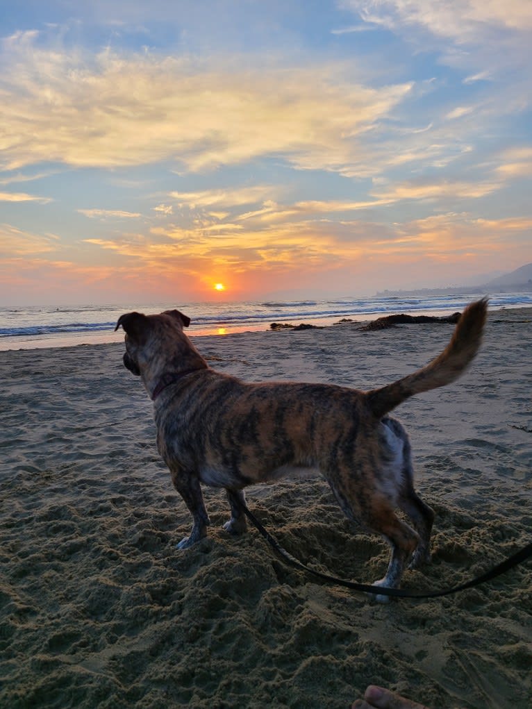 Daisy, an American Pit Bull Terrier and Australian Cattle Dog mix tested with EmbarkVet.com