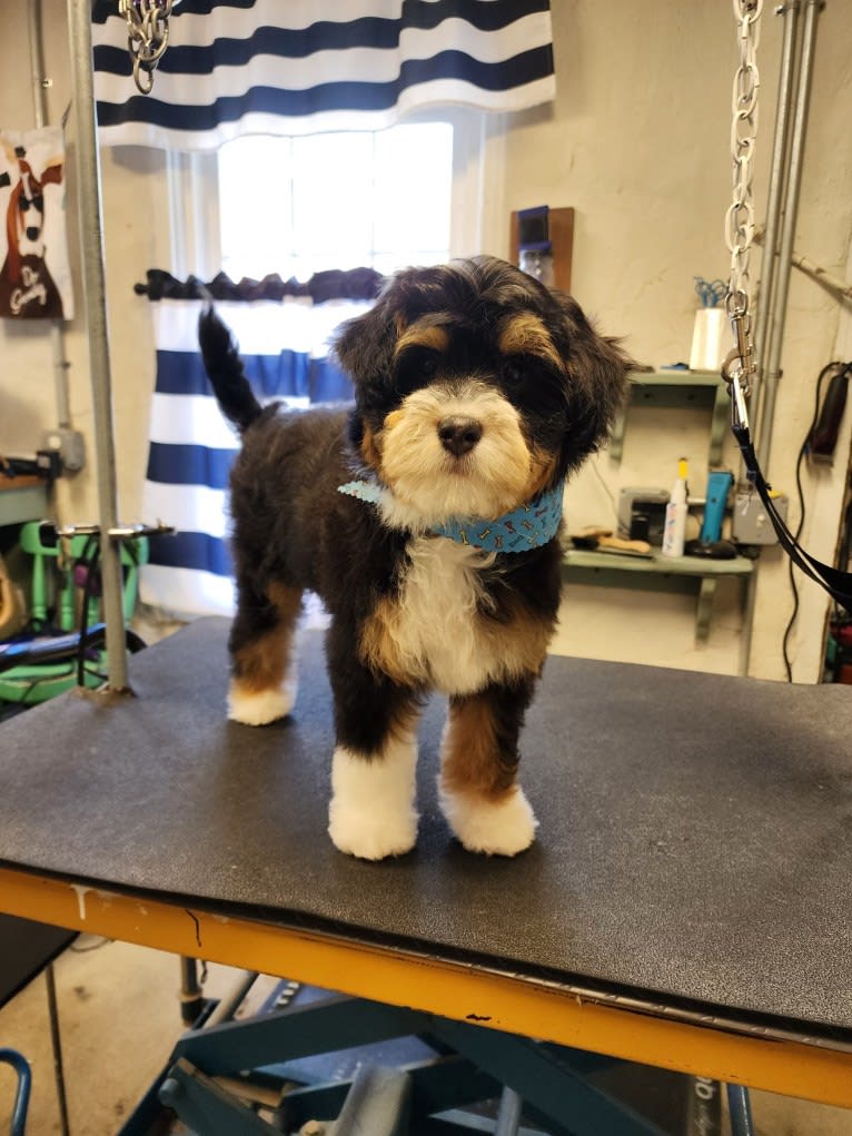 Winston, a Bernedoodle tested with EmbarkVet.com