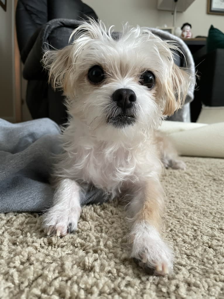 Cannoli, a Chihuahua and Lhasa Apso mix tested with EmbarkVet.com