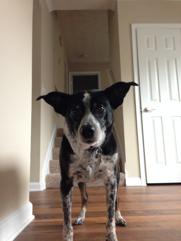 Violet, a Rat Terrier and Australian Cattle Dog mix tested with EmbarkVet.com