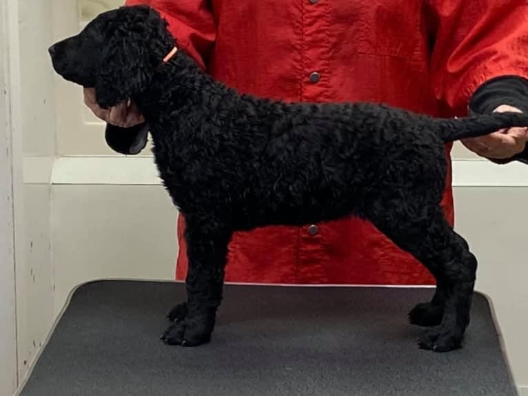 Prada (Tephra Devil in High-Heels), a Curly-Coated Retriever tested with EmbarkVet.com