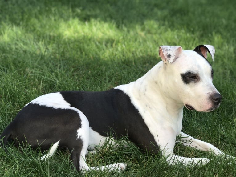 Remi, an American Pit Bull Terrier and American Staffordshire Terrier mix tested with EmbarkVet.com