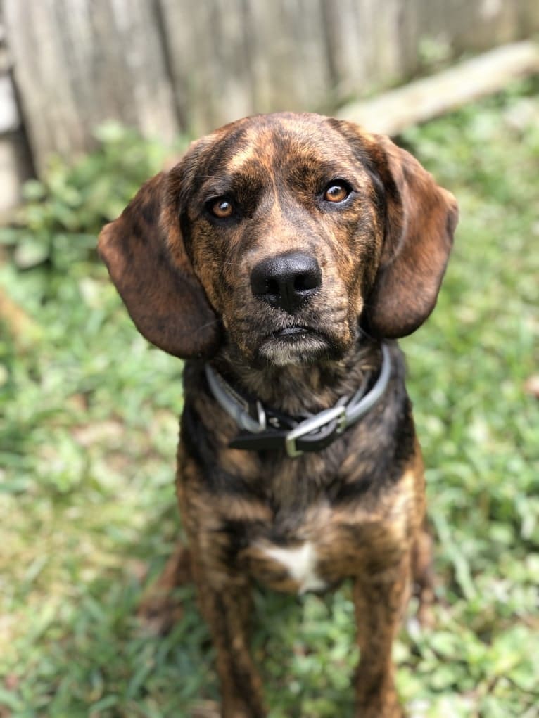 Otis, a Beagle and Golden Retriever mix tested with EmbarkVet.com