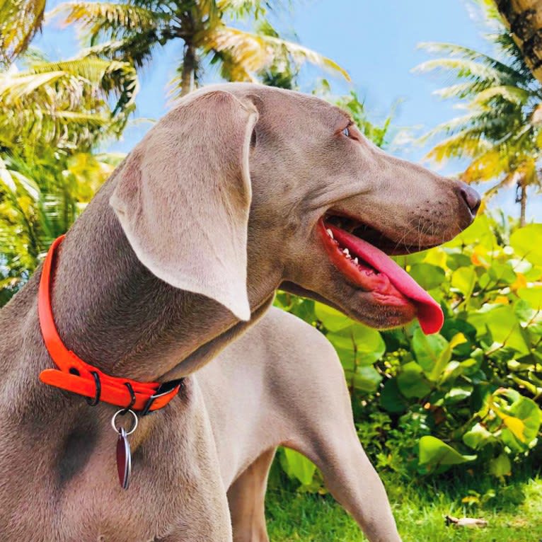 Arya the Weim, a Weimaraner tested with EmbarkVet.com