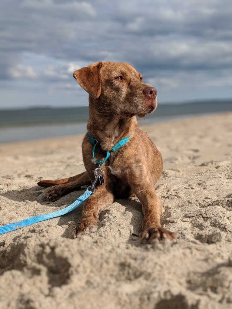 Koopa, an American Pit Bull Terrier and Plott mix tested with EmbarkVet.com