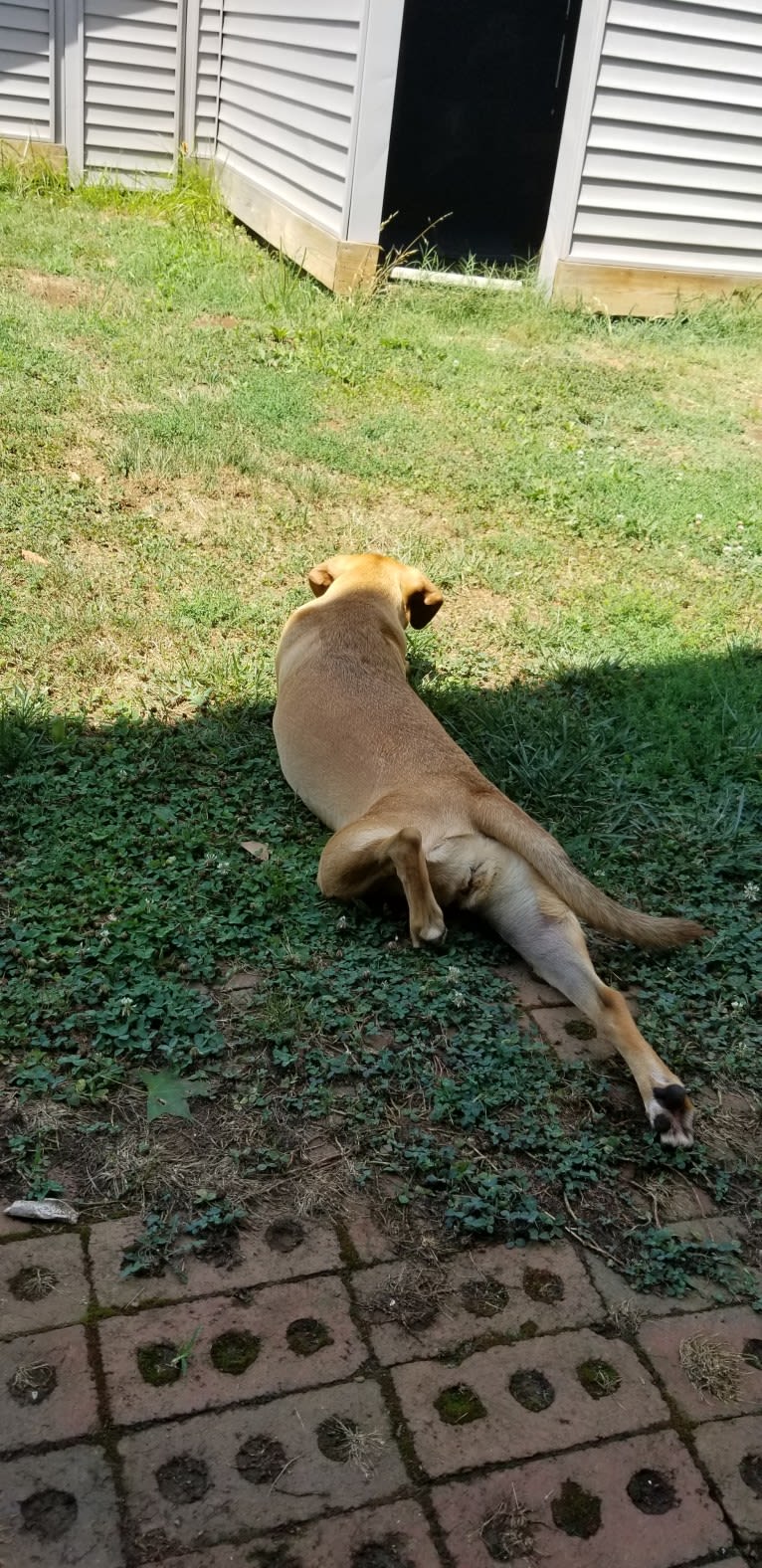 EvaMarie, a Beagle and American Pit Bull Terrier mix tested with EmbarkVet.com