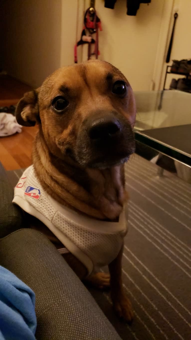 Skye, an American Pit Bull Terrier and Rottweiler mix tested with EmbarkVet.com