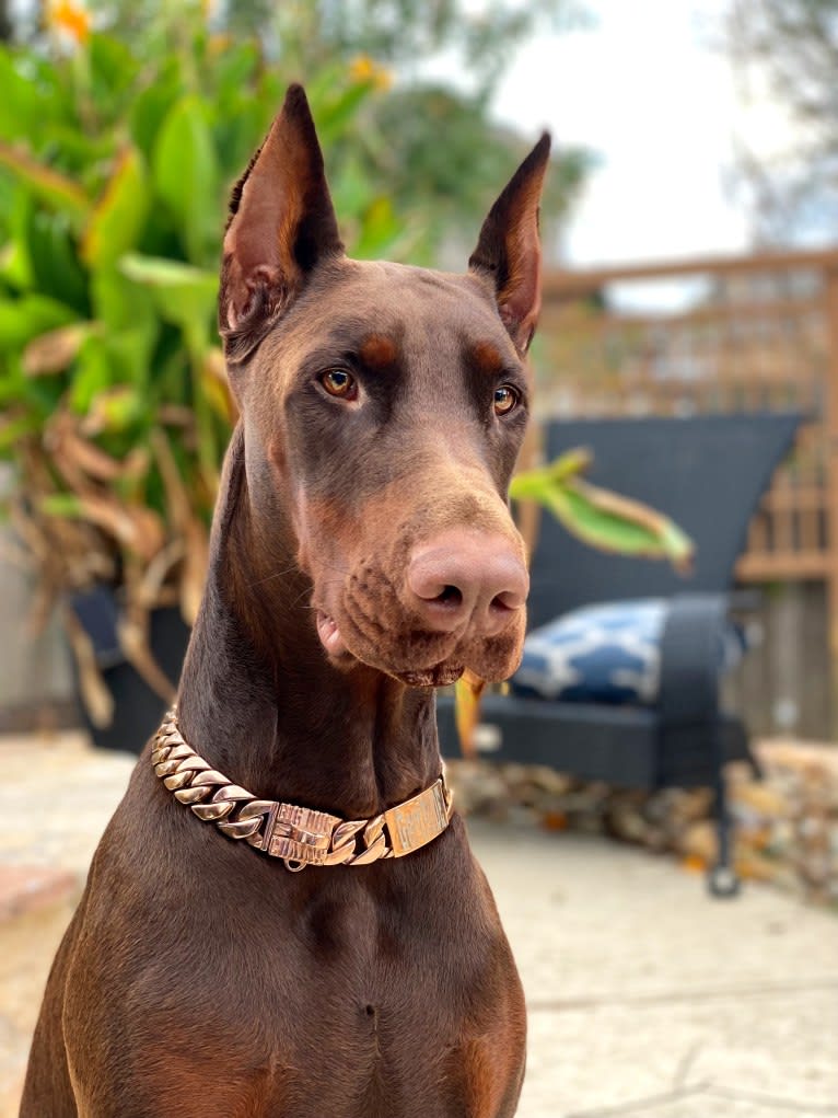 Gertie, a Doberman Pinscher tested with EmbarkVet.com