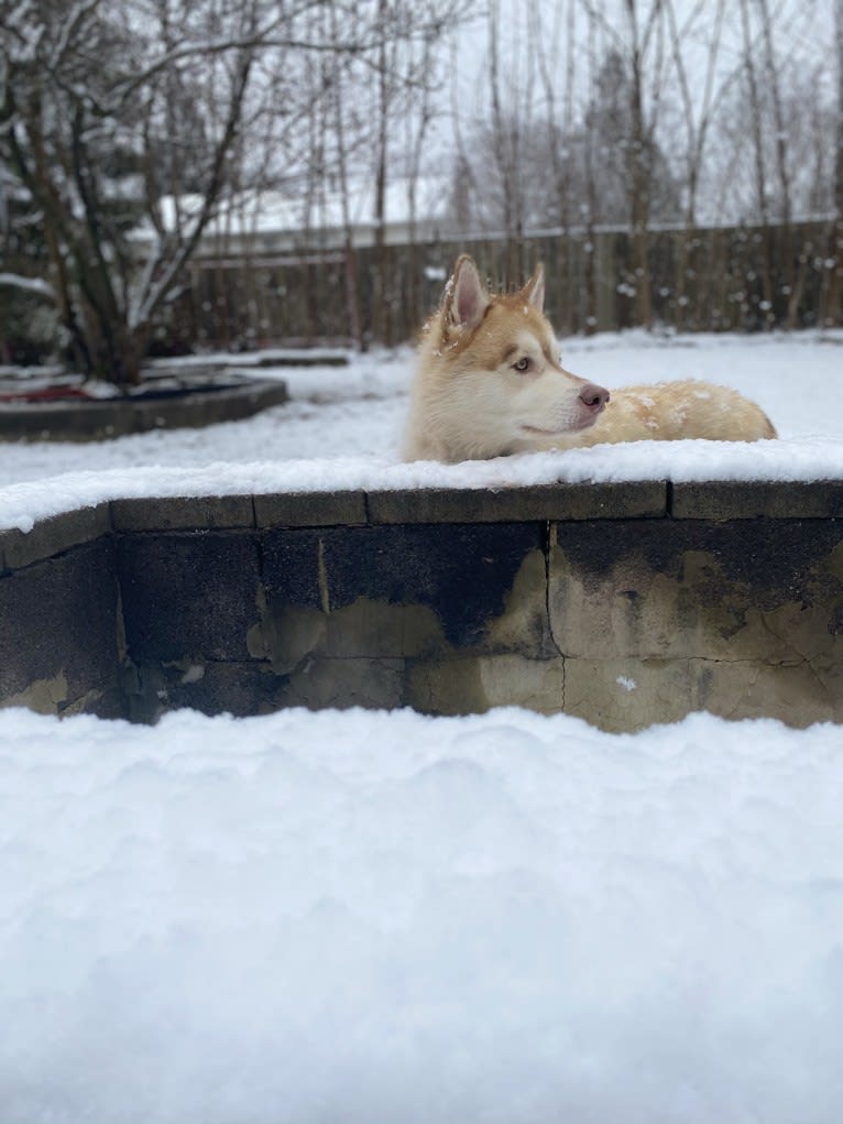 Photo of Kiba, a Siberian Husky and German Shepherd Dog mix
