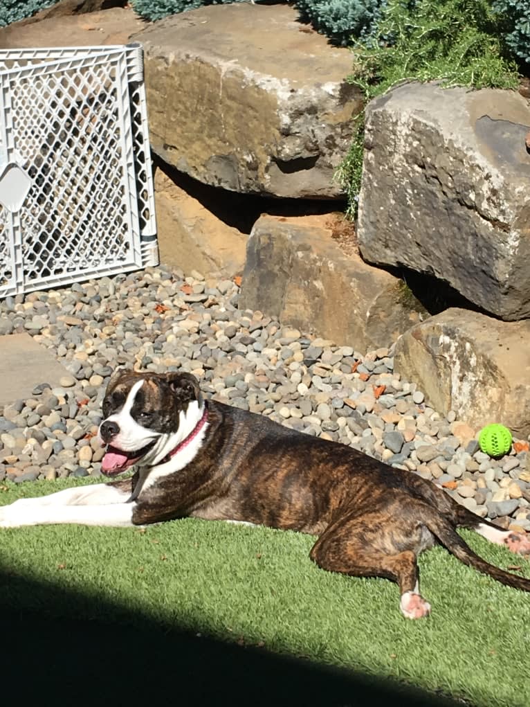 Ada, an American Staffordshire Terrier and Bulldog mix tested with EmbarkVet.com