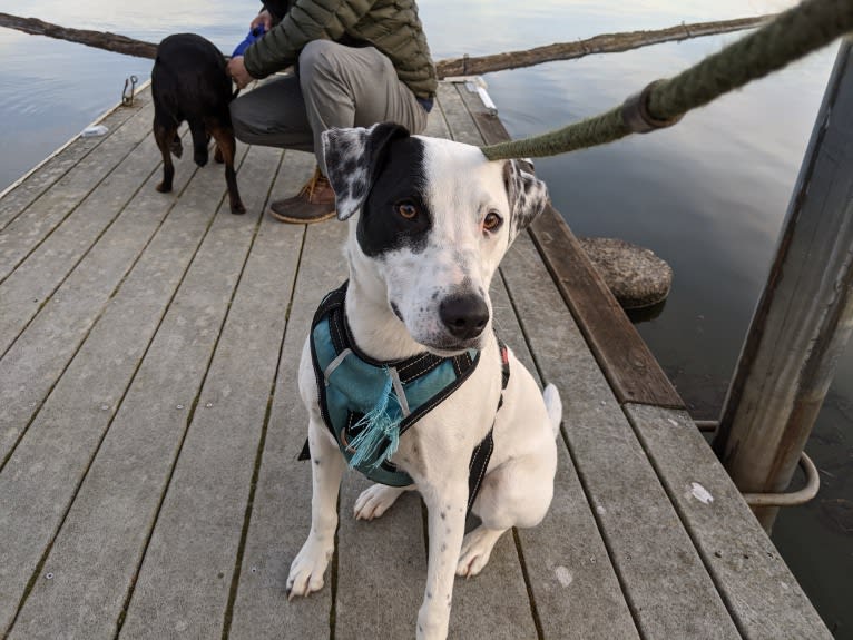 Arlo, an Australian Cattle Dog and Russell-type Terrier mix tested with EmbarkVet.com