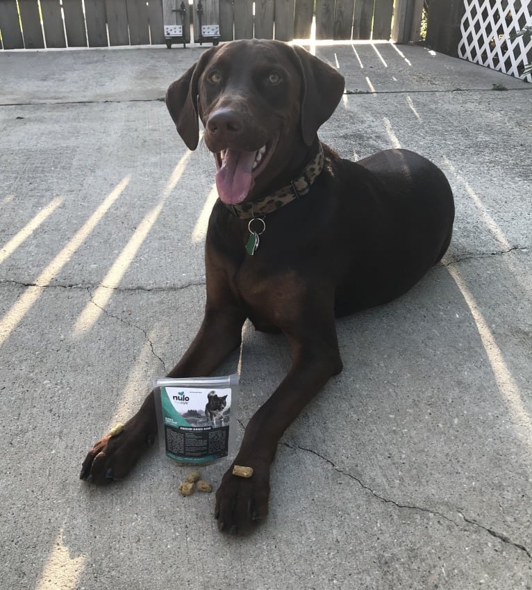 Minerva, a Doberman Pinscher and Golden Retriever mix tested with EmbarkVet.com