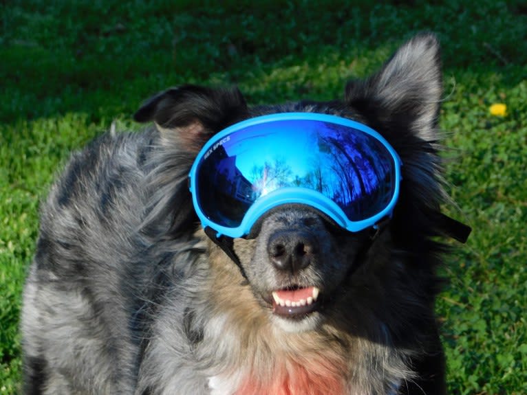 Dakota, an Australian Shepherd tested with EmbarkVet.com