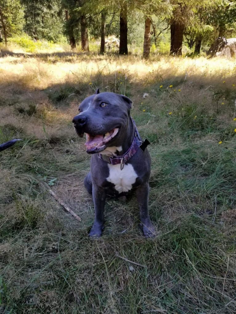 Burt Tyrannosaurus Macklin (Mac), an American Pit Bull Terrier and American Staffordshire Terrier mix tested with EmbarkVet.com