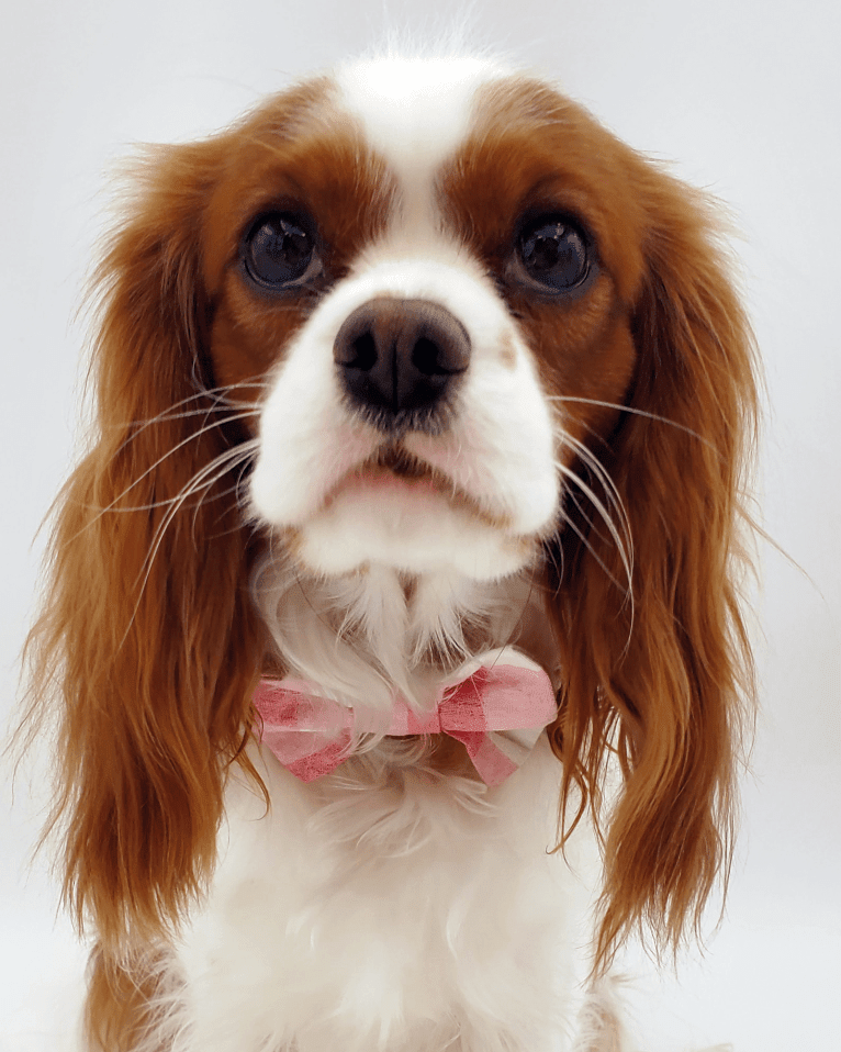 Princess Amelia the First (Millie), a Cavalier King Charles Spaniel tested with EmbarkVet.com