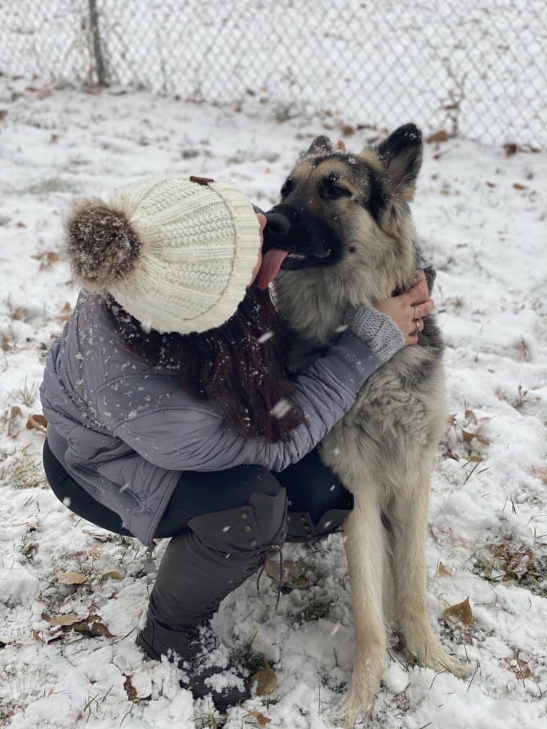 Pike’s Luther Beasley v. Zion, a Shiloh Shepherd tested with EmbarkVet.com