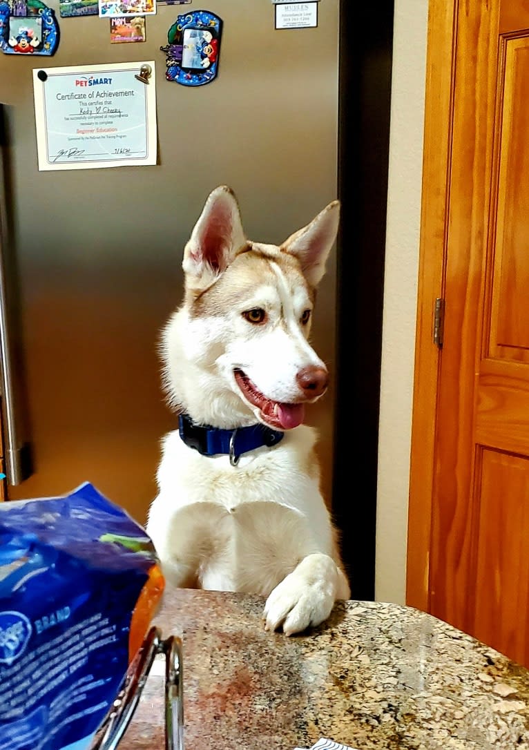 Kody Chasky, a Siberian Husky and American Pit Bull Terrier mix tested with EmbarkVet.com
