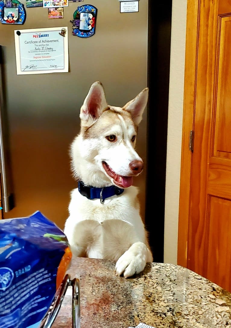 Kody Chasky, a Siberian Husky and American Pit Bull Terrier mix tested with EmbarkVet.com