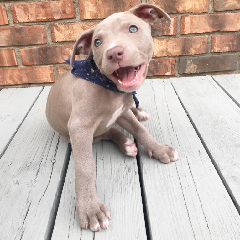 Mira, an American Pit Bull Terrier and American Bulldog mix tested with EmbarkVet.com