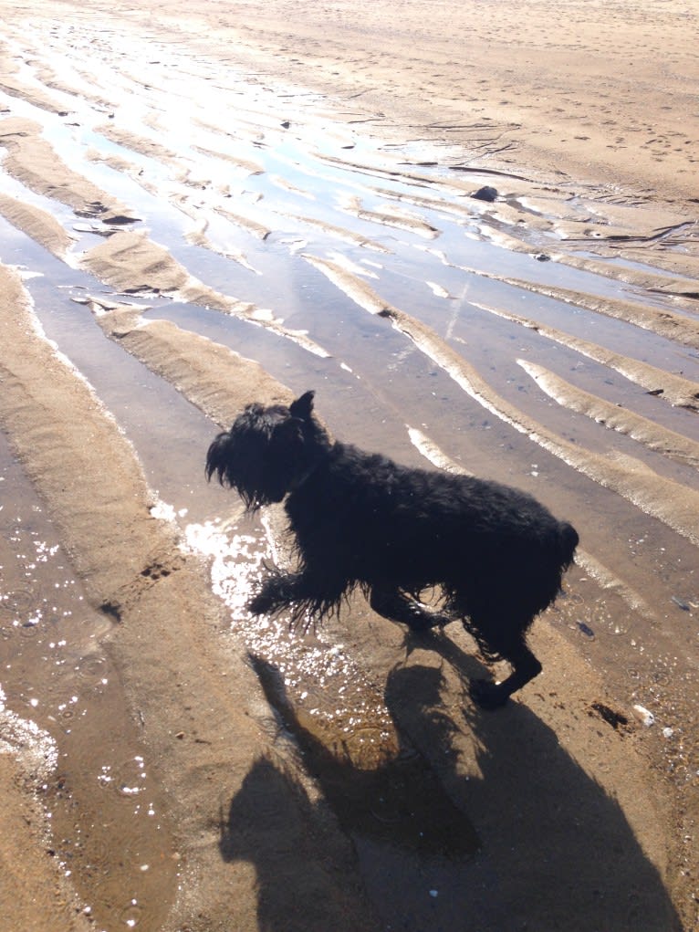 Seamus, a Standard Schnauzer tested with EmbarkVet.com